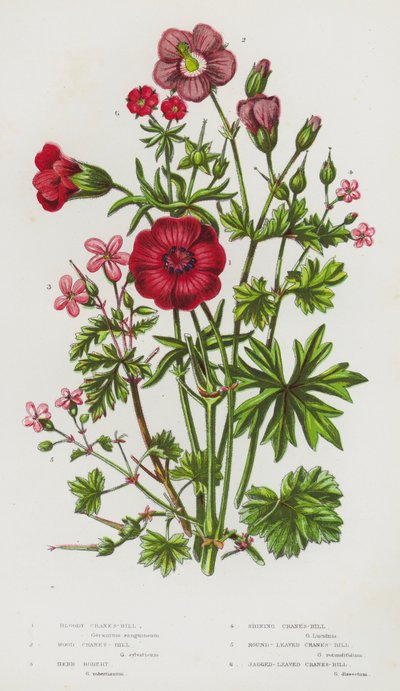 Nagy-Britannia virágzó növényei: (színes litográfia) alkotó: English School