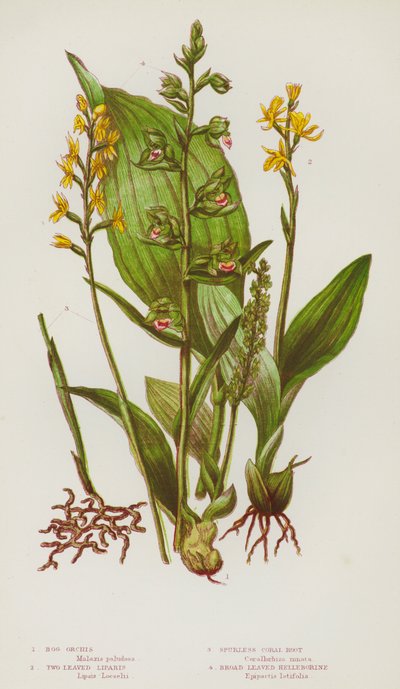 Nagy-Britannia virágos növényei: Bog Orchis, Two Leaved Liparis, Spurless Coral Root, Broad Leaved Helleborine (színes litho) alkotó: English School