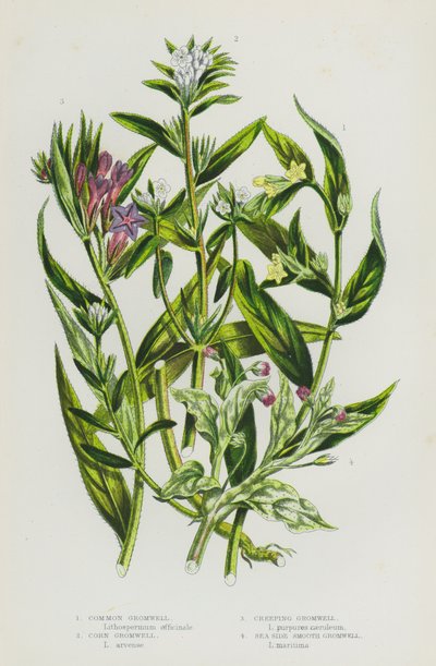 Nagy-Britannia virágos növényei: Common Gromwell, Corn Gromwell, Creeping Gromwell, Sea Side Smooth Gromwell (színes litho) alkotó: English School