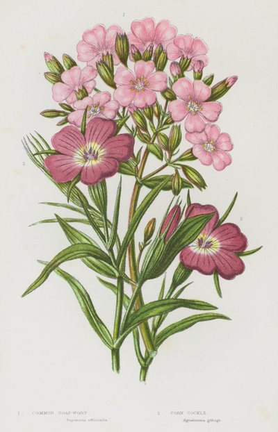 Nagy-Britannia virágzó növényei: (színes litho) alkotó: English School