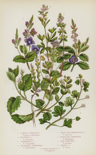 Nagy-Britannia virágos növényei: Common Speedwell, Mountain Speedwell, Germander Speedwell, Ivy-Leaved Speedwell, Green Procumbent Field Speedwell, Buxbaums Speedwell, Wall Speedwell, Vernal Speedwell, Blunt Fingered Speedwell (színes litó) alkotó: English School