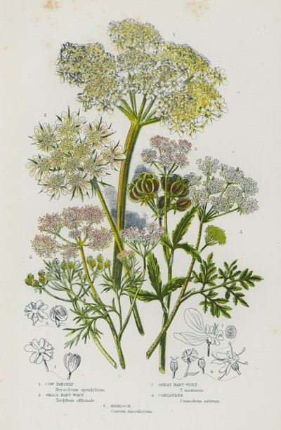 Nagy-Britannia virágos növényei: tehénpaszternák, kis rózsafű, nagy szarvasfű, koriander, vérfű (színes litho) alkotó: English School