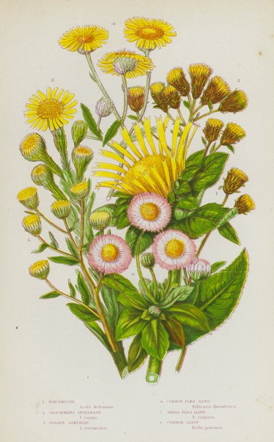 Nagy-Britannia virágzó növényei: Elecampane, Ploughmans Spikenard, Golden Samphire, Common Flea Bane, Small Flea Bane, Common Daisy (színes litho) alkotó: English School