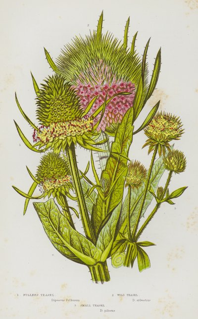 Nagy-Britannia virágos növényei: Fullers teasel, Wild Teasel, Small Teasel (színes litho) alkotó: English School
