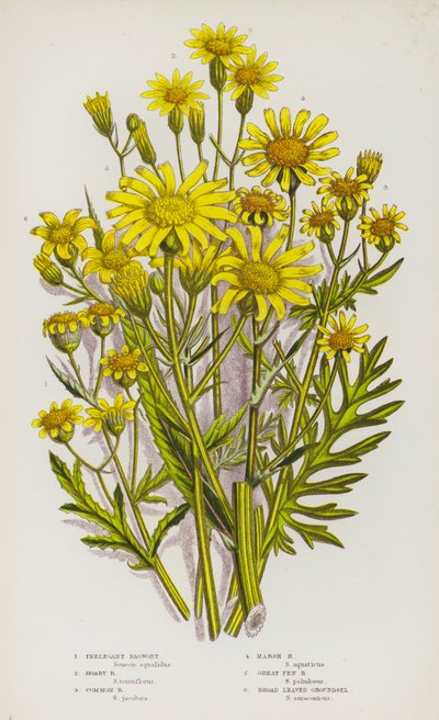 Nagy-Britannia virágos növényei: Inelegant Ragwort, Hoary Ragwort, Common Ragwort, Marsh Ragwort, Great Fen Ragwort, Broad Leaved Groundsel (színes litho) alkotó: English School