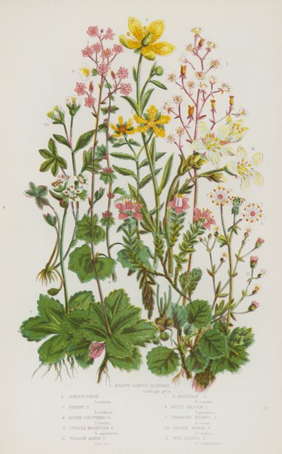 Nagy-Britannia virágos növényei: Vesealakú saxifrage, London Pride, Starry Saxifrage, Alpine Clustered Saxifrage, Purple Mountain Saxifrage, Yellow Marsh Saxifrage, Yellow Mountain Saxifrage, White Meadow Saxifrage, Rooping Bulbous Saxifrage, Alpin alkotó: English School