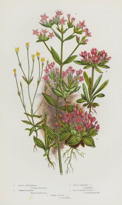 Nagy-Britannia virágos növényei: Least Gentianella, Common Centaury, Dwarf Branched Centaury, Broad Leaved Tufted Centaury, Dwarf Tufted Centaury (színes litho) alkotó: English School