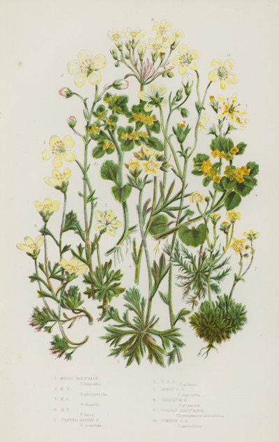 Nagy-Britannia virágos növényei: Mossy Saxifrage, Mossy Saxifrage, Mossy Saxifrage, Mossy Saxifrage, Tufted Alpine Saxifrage, Tufted Alpine Saxifrage, Mossy Alpine Saxifrage, Mossy Alpine Saxifrage, Geranium Saxifrage, Golden Saxifrage, Commonour litho Sax alkotó: English School