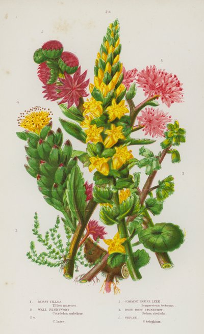 Nagy-Britannia virágos növényei: Mossy Tillaea, Wall Pennywort, Wall Pennywort, Common House Póréhagyma, Rose-Root Stonecrop, Orpine (színes litho) alkotó: English School