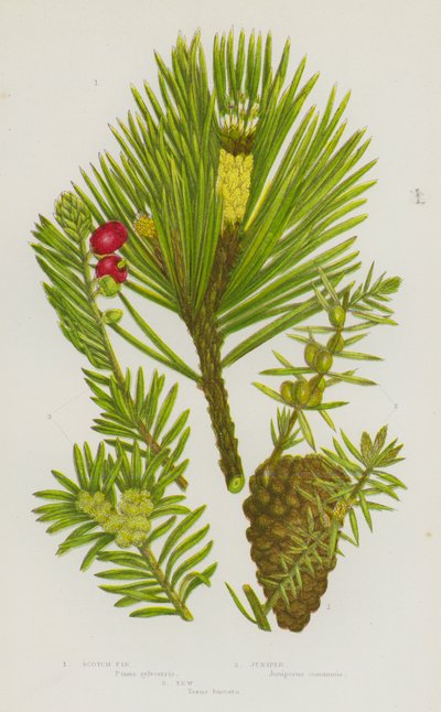 Nagy-Britannia virágos növényei: erdeifenyő, boróka, tiszafa (színes litho) alkotó: English School