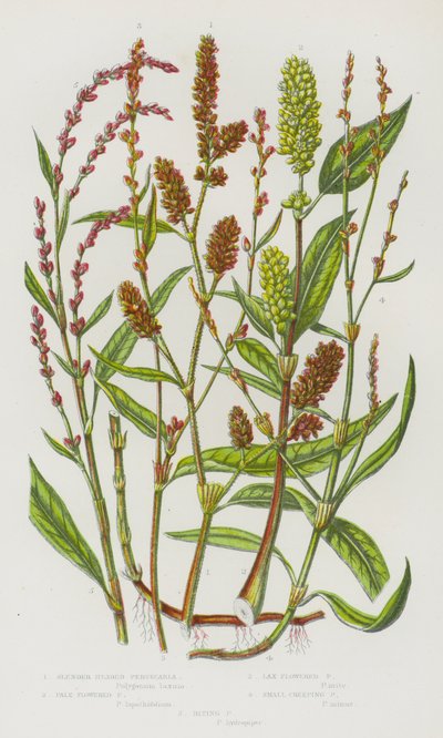 Nagy-Britannia virágos növényei: karcsú fejű persicaria, halványvirágú persikária, laza virágú persicaria, kis kúszó persecaria, harapós persecaria (színes litho) alkotó: English School