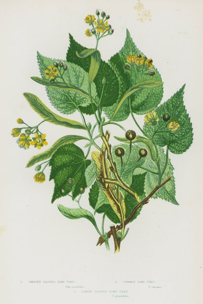 Nagy-Britannia virágos növényei: sima levelű hársfa, közönséges hársfa, nagylevelű hársfa (színes litho) alkotó: English School