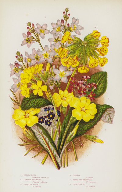 Nagy-Britannia virágos növényei: vízi ibolya, közönséges kankalin, Jacquins Oxlip, cowslip, madárszemű kankalin, skót kankalin (színes litho) alkotó: English School