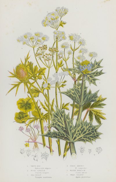 Nagy-Britannia virágos növényei: fehér rothadás, szálka, tengeri magyal, mezei eringó, vízi bürök, vadzeller (színes litho) alkotó: English School