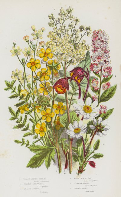Nagy-Britannia virágos növényei: fűzlevelű spiraea, közönséges cseppfű, meadow Sweet, hegyi avens, közönséges avens, vízi avens (színes litho) alkotó: English School