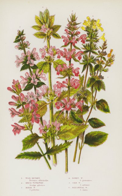 Nagy-Britannia virágos növényei: Betony, Hedge Woundwort, Marsh Woundwort, Downy Woundwort, Corn Woundwort, Halvány egynyári sebfű (színes litho) alkotó: English School