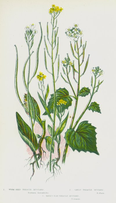 Nagy-Britannia virágos növényei: féregmagos melaszmustár, fokhagymás melaszmustár, nyúlfülű melaszmustár (színes litho) alkotó: English School