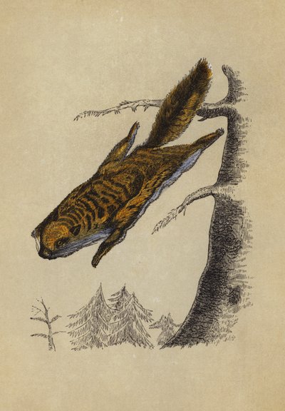 Repülő mókus (színes litó) alkotó: English School