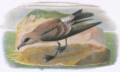 Villafarkú Petrel alkotó: English School