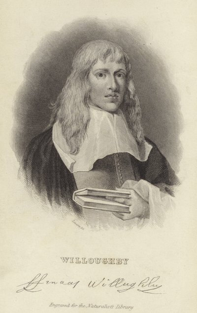 Francis Willughby alkotó: English School