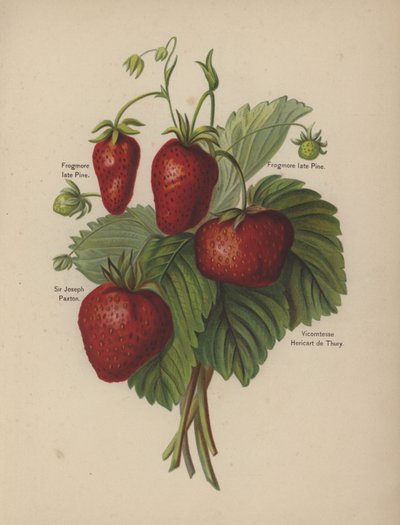 Frogmore néhai Pine, Sir Joseph Paxton, Vicomtesse Hericart de Thury alkotó: English School