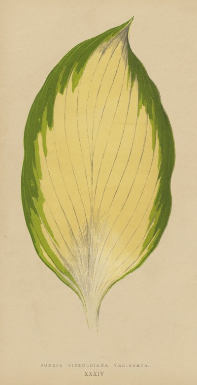 Funkia Sieboldiana Variegata alkotó: English School