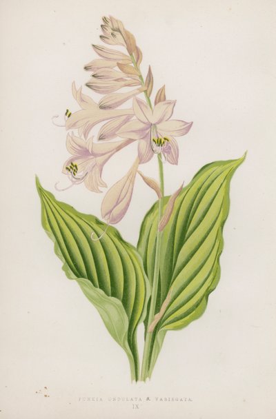 Funkia Undulata; B Variegata (színes litográfia) alkotó: English School