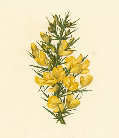Furze, Ulex Europaeus (színes litográfia) alkotó: English School