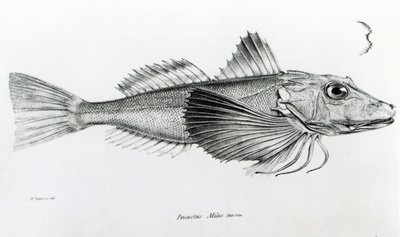 Galapagos Gurnard, 6. tábla a „H.M.S. Beagle útjának zoológiájából, 1832-36”, Charles Darwin alkotó: English School