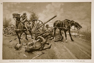 Gallipoli: Munster Fusiliers által kimentett lovak egy török ágyútűz által összetört vagonból, 1914-1919 alkotó: English School