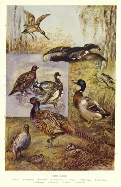 Game Birds alkotó: English School