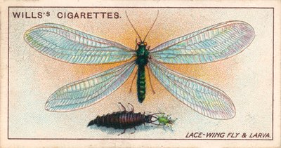 Garden Life: Csipkeszárnyú légy és lárvája (chromolitho) alkotó: English School