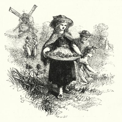 Tehénpajzsok gyűjtése (metszet) alkotó: English School