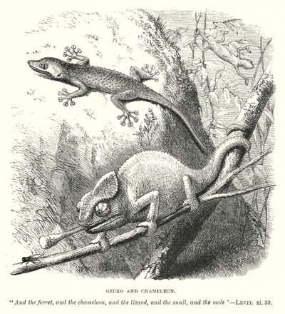 Geckó és kaméleon (metszet) alkotó: English School