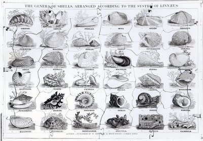 Genera of Shells kirakós, kocsma. írta W. Edwards alkotó: English School