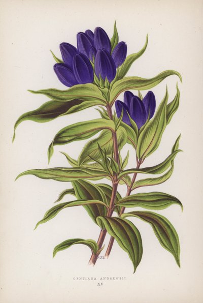 Gentiana Andrewsii (színes litográfia) alkotó: English School