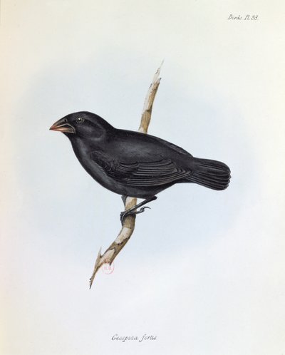 Geospiza Fortis, illusztráció a The Zoology of the Voyage of H.M.S. Beagle, 1832-36, Charles Darwin (1809-92), 1840 alkotó: English School