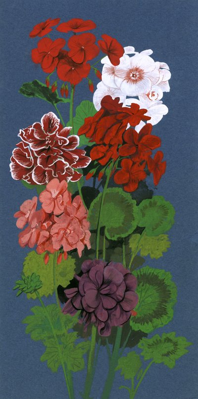Muskátlik alkotó: English School