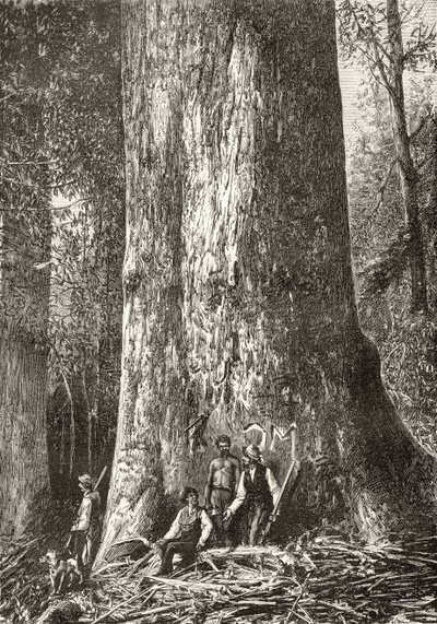 Giant Gum Tree, 1880 körül, Howard Willoughby „Australian Pictures” című művéből, a Religious Tract Society, London, 1886 alkotó: English School