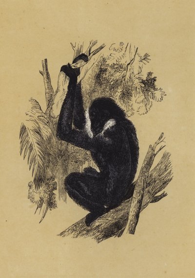 Gibbon (színes litó) alkotó: English School