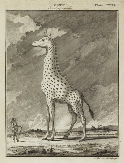 Zsiráf (Cervus camelopardalis) alkotó: English School