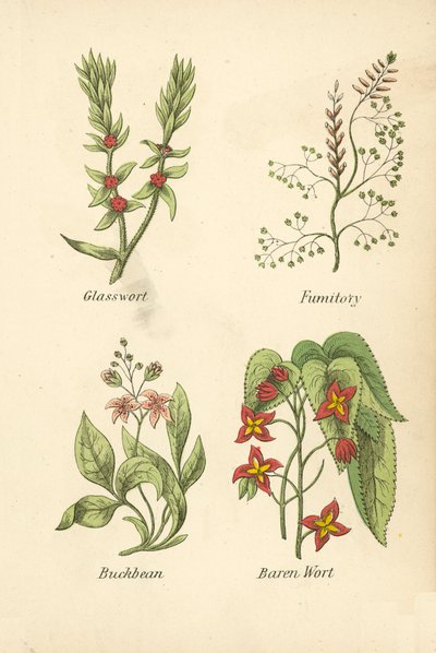 Üvegfű, Fumitory, Buckbean, Baren Wort (színes litográfia) alkotó: English School