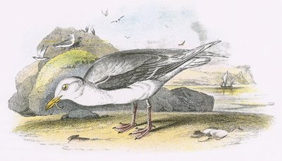 Glaucous sirály alkotó: English School