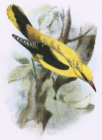 Arany Oriole alkotó: English School