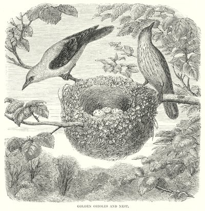 Golden Orioles (metszet) alkotó: English School