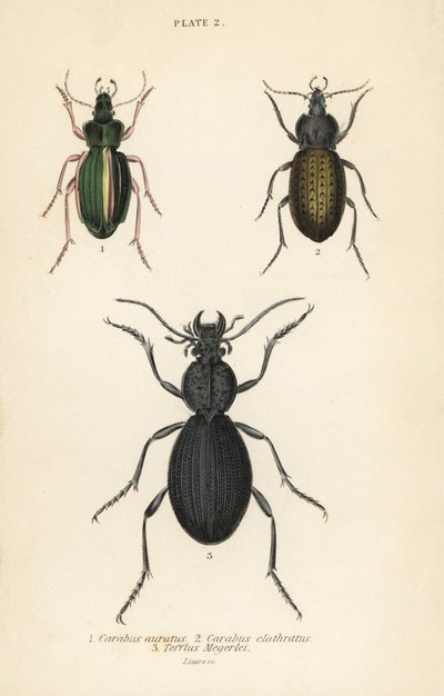 Arany földi bogár, Carabus auratus 1, földi bogár, Carabus clathratus 2 és nagy fekete földi bogár, Tefflus megerlei alkotó: English School