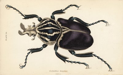 Góliátbogár, Goliathus goliatus (Goliathus magnus) alkotó: English School