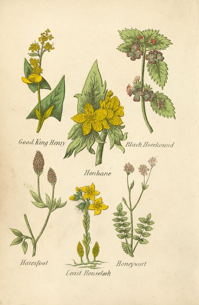 Good King Henry, tyúkhúr, fekete hórihorgas, nyúlfarkfű, házilapu, mézfű (színes litográfia) alkotó: English School