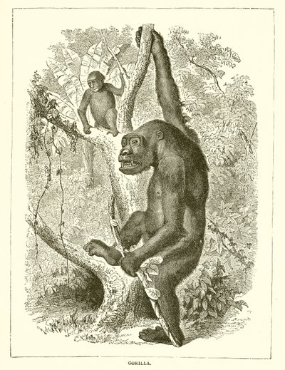 Gorilla alkotó: English School