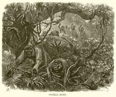 Gorilla vadászat alkotó: English School